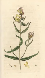 Krowa zwyczajna, Melampyrum pratense (Melampyre des pres, Millet Wood, Cochelet, Yellow savory) Ręcznie kolorowany miedzioryt według ilustracji Jamesa Sowerby