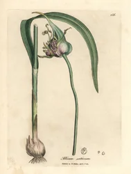 Powszechnie uprawiany czosnek, Allium sativum