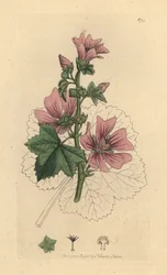 Malwa pospolita, Malva sylvestris Odręczny miedzioryt według rysunku Jamesa Sowerby