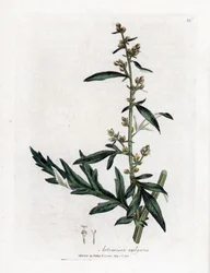 Artemísia comum ou vulgar - artemísia, Artemisia vulgaris. Gravura em placa de cobre colorida à mão de uma ilustração botânica de James Sowerby de William Woodville e Sir William Jackson Hooker