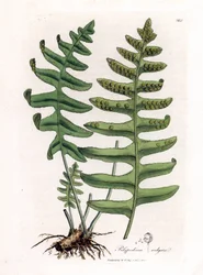 Polypoda comum ou alcaçuz de madeira (samambaia) - Polypody comum, Polypodium vulgare. Gravura em placa de cobre colorida à mão de uma ilustração botânica de James Sowerby de William Woodville e Sir William Jackson Hooker