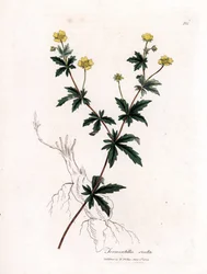 Kuriernik pospolity, Potentilla erecta. Ręcznie kolorowany miedzioryt z ilustracji botanicznej autorstwa Jamesa Sowerby