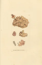 Espécie coralina, Corallina auriculariaeformis. (Cactus coralline, Halimedia opuntia?) Gravura em placa de cobre colorida à mão por James Sowerby de The British Miscellany, ou figuras coloridas de animais novos, raros ou pouco conhecidos.polonês