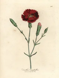 Karmazynowy goździk, goździk różowy, Dianthus caryophyllus