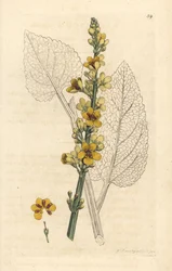 Ciemna dziewanna, Verbascum nigrum (czarna dziewanna). Ręcznie kolorowany miedzioryt według ilustracji Jamesa Sowerby