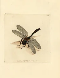 Puszysta szmaragdowa ważka, Cordulia aenea (metaliczna ważka, Libellula aenea). Miedzioryt ręcznie barwiony autorstwa Jamesa Sowerby