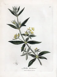 Szaleniec Dyera, Rubia tinctorum. Ręcznie kolorowany miedzioryt z ilustracji botanicznej autorstwa Jamesa Sowerby