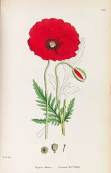 Botanika angielska, 1790-1800.