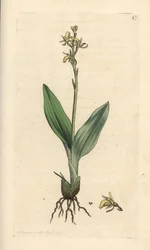 Storczyk torfowiskowy, Liparis loeselii (Dwarf ophrys, Ophrys loeselii). Miedzioryt ręcznie kolorowany według ilustracji autorstwa Jamesa Sowerby