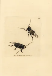 Świerszcz polny, Gryllus campestris (Accheta campestris). Miedzioryt ręcznie barwiony autorstwa Jamesa Sowerby