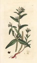 Przelotka polna, Buglossoides arvensis (Lithospermum arvense) (Gremil des champs) Miedzioryt ręcznie kolorowany według ilustracji Jamesa Sowerby
