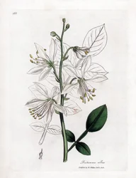 Fraxinelle - Fraxinella branca ou basard dittany, Dictamnus albus. Gravura em placa de cobre colorida à mão de uma ilustração botânica de James Sowerby de William Woodville e Sir William Jackson Hooker