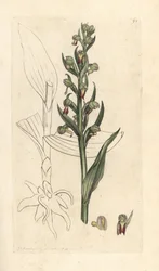 Storczyk żaba, Dactylorhiza viridis (żaba satyrion lub storczyk, satyrium viride). Miedzioryt ręcznie kolorowany według ilustracji autorstwa Jamesa Sowerby