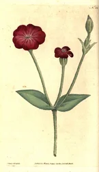 Mak ogrodowy - różowa firletka, Silene coronaria (Agrostemma coronaria). Ręcznie kolorowany miedzioryt i ilustracja botaniczna Jamesa Sowerby