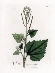 Musztarda czosnkowa, Alliaria petiolata. Ręcznie kolorowany miedzioryt z ilustracji botanicznej autorstwa Jamesa Sowerby
