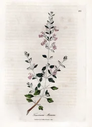 Germandree marum lub germandree kotów - tymianek koci, Teucrium marum. Ręcznie kolorowany miedzioryt z ilustracji botanicznej autorstwa Jamesa Sowerby