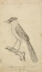 Gigantyczny Antshrike