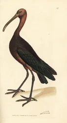 Błyszczący ibis, Plegadis falcinellus (Bay ibis, Tantalus falcinellus). Miedzioryt ręcznie barwiony autorstwa Jamesa Sowerby