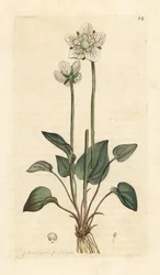 Grassy of Parnassus, Parnassia palustris Odręczny miedzioryt według ilustracji Jamesa Sowerby