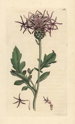 Knapweed większy, Centaurea scabiosa (Centauree scabieuse) Ręcznie kolorowany miedzioryt według ilustracji Jamesa Sowerby