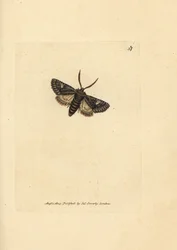 Ćma kropkowa zielono-cętkowa, Valeria oleagina (Phalaena Bombyx oleagina). Miedzioryt ręcznie barwiony autorstwa Jamesa Sowerby
