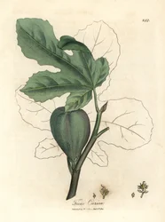 Zielona figa, owoce, liście, zarys liścia, Ficus carica