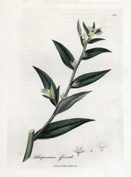 Gremil officinal lub trawa perłowa - Gromwell, Lithospermum officinale. Ręcznie kolorowany miedzioryt z ilustracji botanicznej autorstwa Jamesa Sowerby