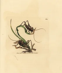 Szary krzak krykieta, Platycleis grisea (szara szarańcza, szarańcza grisea). Miedzioryt ręcznie barwiony autorstwa Jamesa Sowerby