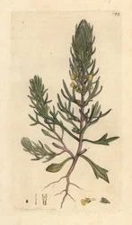 Sosna mielona, Ajuga chamaepitys (jodła) Odręczny miedzioryt według ilustracji Jamesa Sowerby