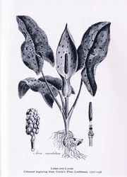 Herb Paris, Nature in Britain, wyd. Collins, 1946