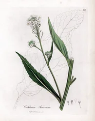 Chrzan lub żurawina - Chrzan, Armoracia rusticana. Ręcznie kolorowany miedzioryt z ilustracji botanicznej autorstwa Jamesa Sowerby