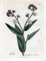 Język ogara, Cynoglossum officinale. Ręcznie kolorowany miedzioryt z ilustracji botanicznej autorstwa Jamesa Sowerby
