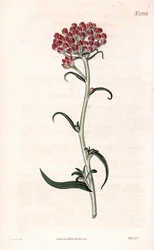 Gwiazda nieśmiertelnika - Helichrysum stellatum (Zwarty kwitnący gnaphalium, Gnaphalium congestum). Ręcznie kolorowany miedzioryt Weddella na podstawie ilustracji autorstwa Jamesa Sowerby