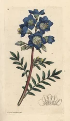 Drabina Jakuba lub waleriana grecka, Polemonium caeruleum Odręczny miedzioryt według ilustracji Jamesa Sowerby