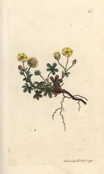 Potentilla wielkokwiatowa, Potentilla grandiflora (Spring pięciornik, Potentilla verna) (pięciornik) Ręcznie kolorowany miedzioryt według ilustracji Jamesa Sowerby