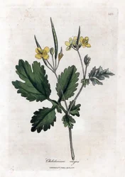 Duża chelidoina lub duże światło - Glistnik większy, Chelidonium majus. Ręcznie kolorowany miedzioryt z ilustracji botanicznej autorstwa Jamesa Sowerby