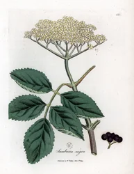 Bez wielki lub czarny bez - Bez czarny pospolity, Sambucus nigra. Ręcznie kolorowany miedzioryt według ilustracji botanicznej Jamesa Sowerby