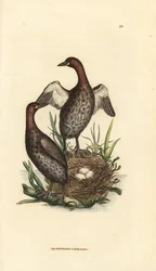 Perkozek, Tachybaptus ruficollis (mały perkoz o czarnym podbródku, Colymbus hebridicus?). Para na gnieździe z trzema jajami. Ręcznie kolorowany miedzioryt Jamesa Sowerby