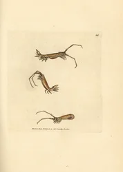 Równonog z długim rogiem, Astacilla longicornis (Oniscus longicornis). Miedzioryt ręcznie barwiony autorstwa Jamesa Sowerby
