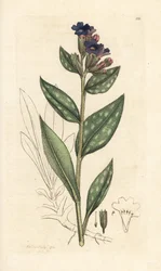 Miedzioryt, Pulmonaria officinalis (płucny) Miedzioryt ręcznie kolorowany według ilustracji Jamesa Sowerby
