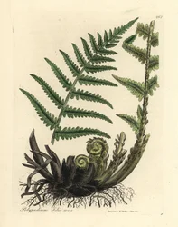 Samiec paproci polypody, samiec Polypodium filix