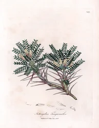 Marseille Astragalus lub poduszka matki - Wyka mleczna koziego ciernia, Astragalus tragacantha. Ręcznie kolorowany miedzioryt z ilustracji botanicznej Jamesa Sowerby