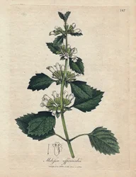 Melissa officinale (Melissa officinalis). Miedzioryt ręcznie kolorowany na podstawie ilustracji autorstwa Jamesa Sowerby