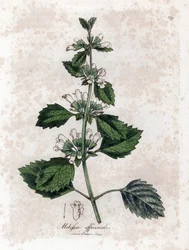 Melisse officinale lub melisse lemongrass - Melisa lekarska, Melissa officinalis. Ręcznie kolorowany miedzioryt z ilustracji botanicznej autorstwa Jamesa Sowerby