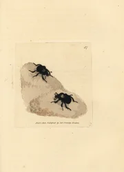 Besouro Minotauro, Typhaeus typhoes (Scarabaeus pumilus). Gravura em placa de cobre colorida à mão por James Sowerby de The British Miscellany, ou figuras coloridas de assuntos animais novos, raros ou pouco conhecidos.polonês