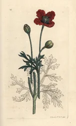 Mak mieszany lub okrągły mak kłujący, Papaver hybridum. Miedzioryt ręcznie kolorowany według ilustracji autorstwa Jamesa Sowerby
