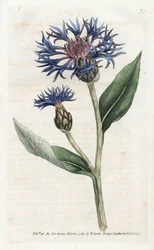 Mountain Centauree lub Perennial Blueberry - litografia Jamesa Sowerby