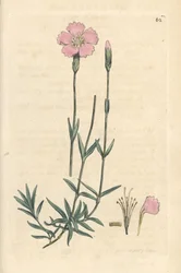 Różowy górski, Dianthus caesius. Miedzioryt ręcznie kolorowany według ilustracji autorstwa Jamesa Sowerby
