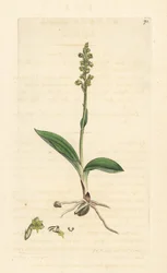 Orchidea piżmowa, Herminium monorchis (storczyk piżmowy, Ophrys monorchis). Miedzioryt ręcznie kolorowany według ilustracji autorstwa Jamesa Sowerby
