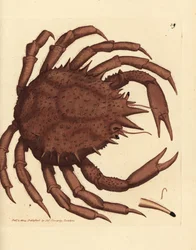 Norweski krab królewski lub północny krab kamienny, Lithodes maja. Miedzioryt ręcznie barwiony autorstwa Jamesa Sowerby